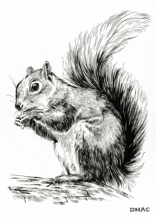 squirrel1.jpg